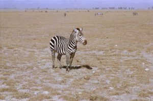 Kenya Tsavo park giuseppe mancini 1984