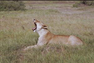 Kenya Tsavo park giuseppe mancini 1984