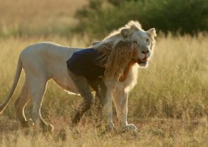 Mia e il leone bianco di Gilles De Maistre